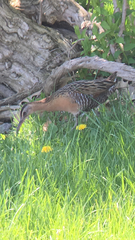 Rallus elegans
