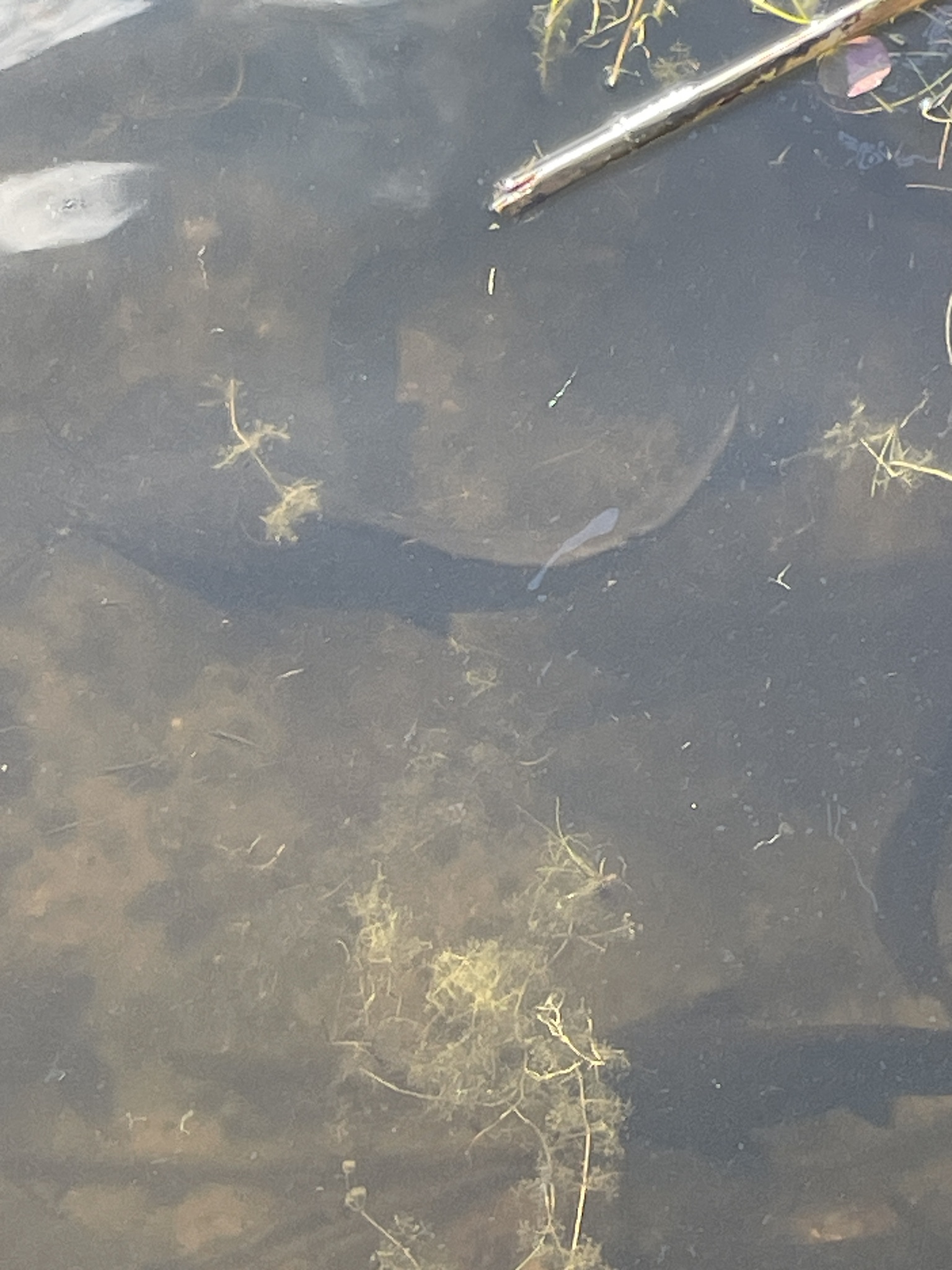 ปลาดุก, ปลาดุกด้าน, ปลาดุกน้ำจืด, aasia angersäga, albino walking fish, alimudan, ålmal, andeng, asiatisk vandrarmal, cá trèn trang, cá trê tráng, clarias catfish, climbing perch, freshwater catfish, froschwels, ikan lele, magur, walking catfish
