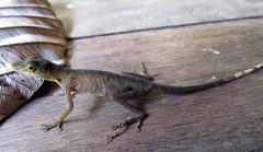 Anolis maculiventris