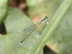 Argentagrion ambiguum