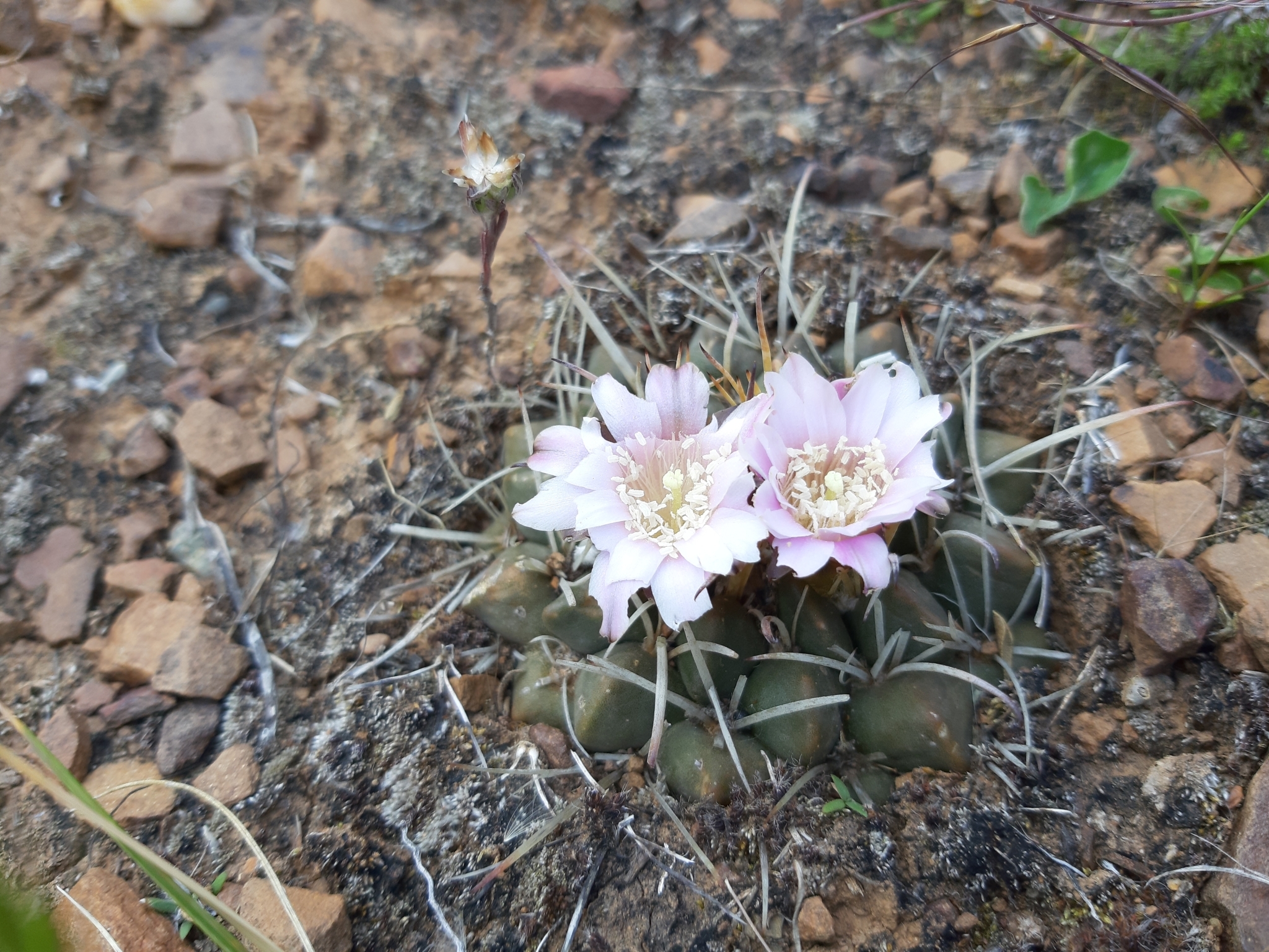 Neowerdermannia