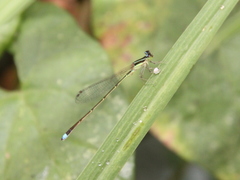 Argentagrion ambiguum