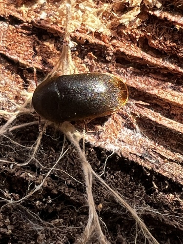 Eustrophus tomentosus photo 3