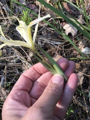 Iris chrysophylla