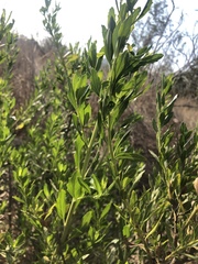 Baccharis heterophylla