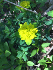 Euphorbia epithymoides