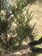 Colletia spinosissima