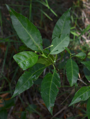 Solanum viride observed 2024-01-09