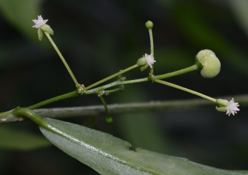 Claoxylon angustifolium observed 2024-01-09