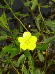 Ludwigia taiwanensis
