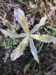 Iris chrysophylla