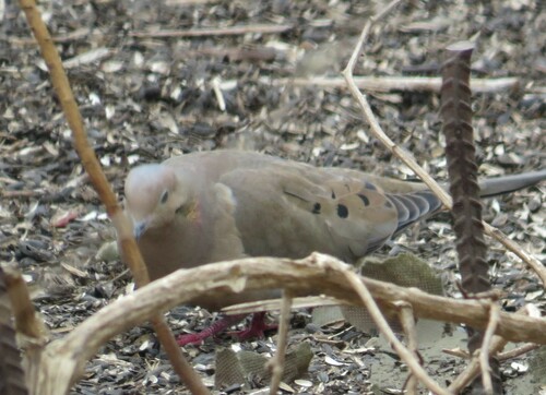 Mourning Dove photographed in Minnesota