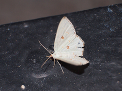 Comostola meritaria