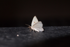 Comostola meritaria
