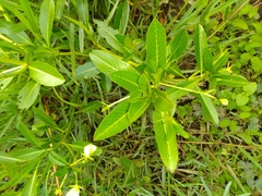 Ludwigia taiwanensis