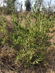 Baccharis heterophylla