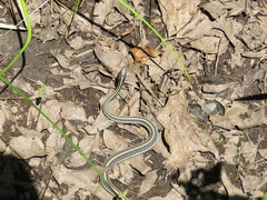 Thamnophis proximus proximus