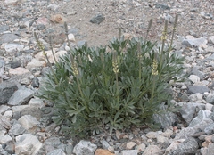 Lupinus peirsonii