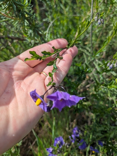 Image of Solanum parishii by (c) John Flournoy, some rights reserved (CC BY)