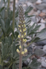 Lupinus peirsonii