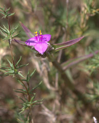 Callisia micrantha