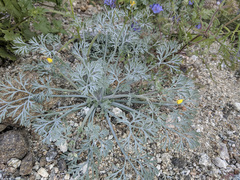 Eschscholzia minutiflora