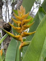 Heliconia librata