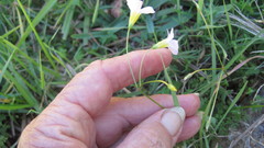 Oxalis caprina
