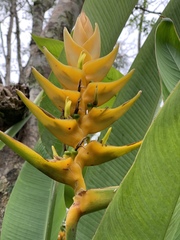 Heliconia librata