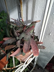 Gasteria