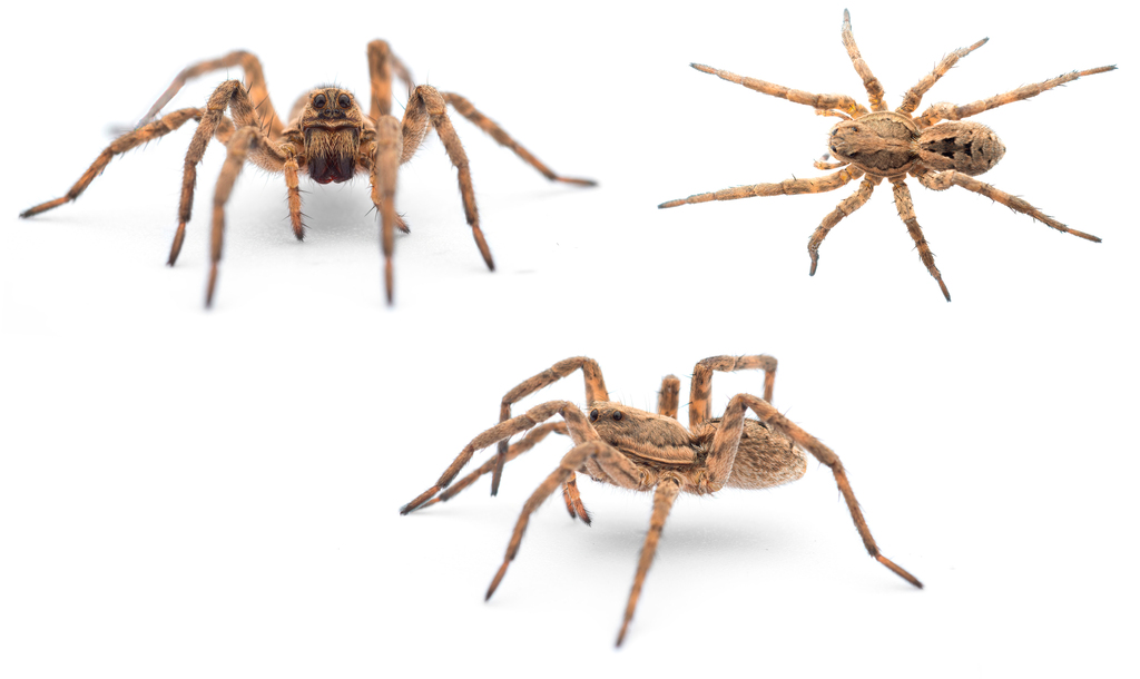 Lycosa fasciiventris