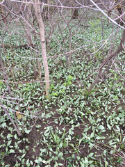 Erythronium americanum