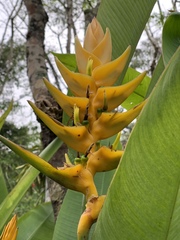 Heliconia librata