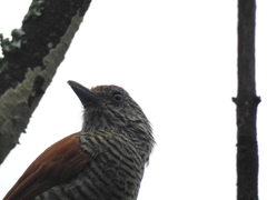 Thamnophilus multistriatus