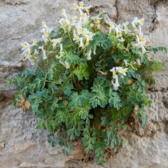 Pseudofumaria alba acaulis