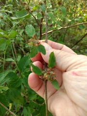 Malvastrum americanum