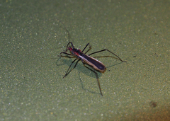 Polytoxus fuscovittatus