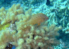 Pteragogus enneacanthus