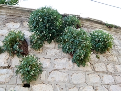 Pseudofumaria alba acaulis