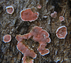 Aleurodiscus ochraceoflavus
