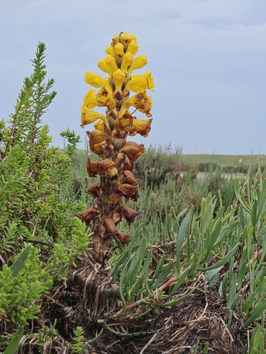 Image of Cistanche phelypaea by (c) Alessia Guggisberg, some rights reserved (CC BY-SA)