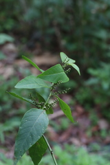 Deeringia polysperma