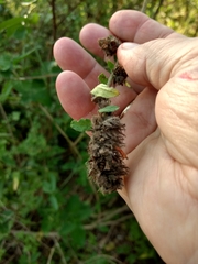 Malvastrum americanum