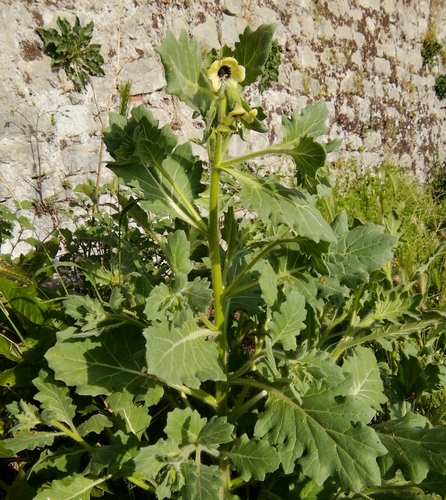 Bijela bunika (Hyoscyamus albus)