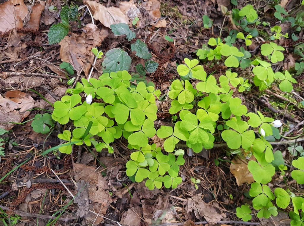 European wood-sorrel from 507 82 Pecka, Česko on March 31, 2024 at 11: ...