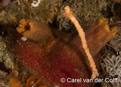 Ascidia incrassata