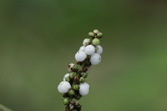 Deeringia polysperma