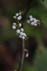 Deeringia polysperma