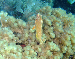 Pteragogus enneacanthus