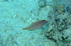 Pteragogus enneacanthus